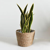 Flower Natural Rattan Planter